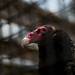 A raptor bird inside a habitat during Earth Day on Sunday, April 21. AnnArbor.com I Daniel Brenner